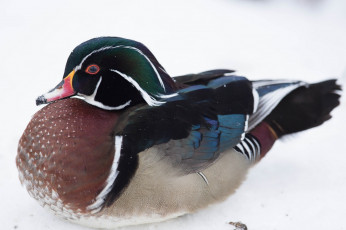 Картинка животные утки утка мандаринка взгляд птица