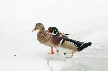 Картинка животные утки вода берег фон