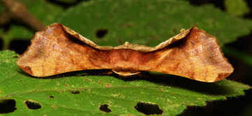 Картинка животные бабочки +мотыльки +моли макро itchydogimages мотылёк насекомое