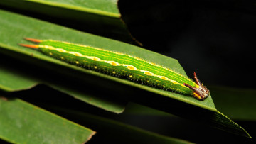 Картинка животные гусеницы itchydogimages макро гусеница лист