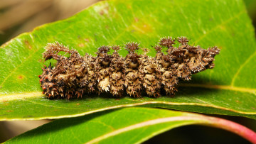 Картинка животные гусеницы itchydogimages макро веточка листья гусеница