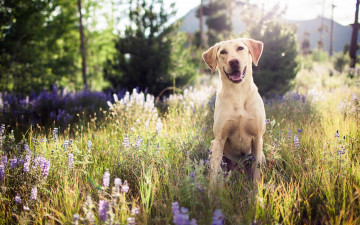 Картинка животные собаки собака друг взгляд