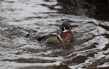 Картинка животные утки утка мандаринка вода капли всплески озеро купание