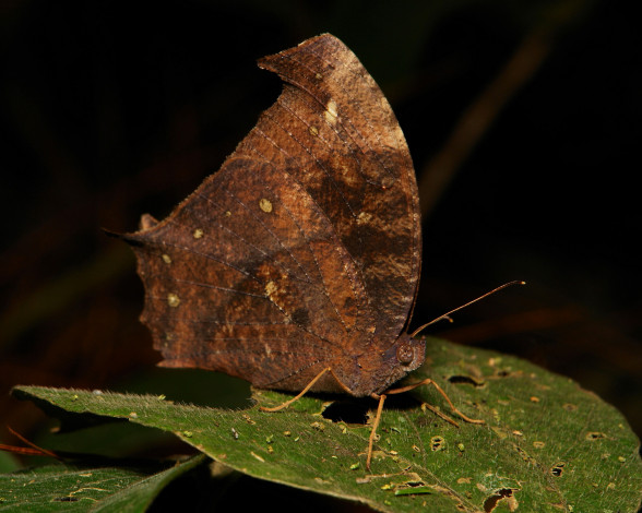 Обои картинки фото животные, бабочки,  мотыльки,  моли, макро, itchydogimages, крылья, бабочка