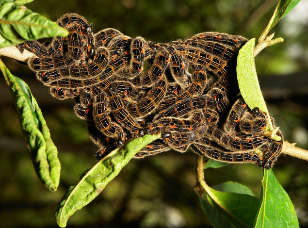 Обои картинки фото животные, гусеницы, itchydogimages, макро, лист