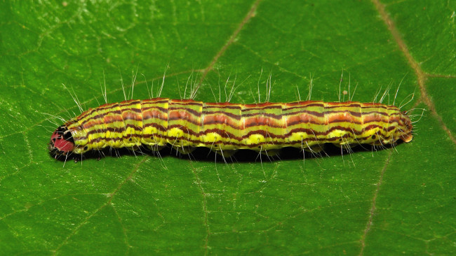 Обои картинки фото животные, гусеницы, гусеница, лист, макро, itchydogimages