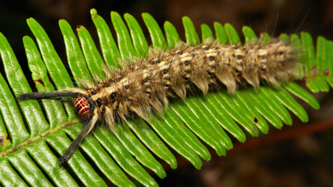 Обои картинки фото животные, гусеницы, itchydogimages, макро, гусеница