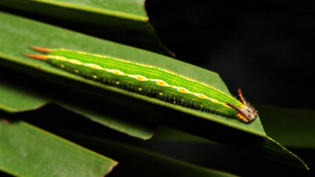 Обои картинки фото животные, гусеницы, itchydogimages, макро, гусеница, лист