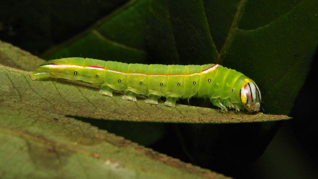 Обои картинки фото животные, гусеницы, itchydogimages, макро, насекомое, лист, гусеница, необычная