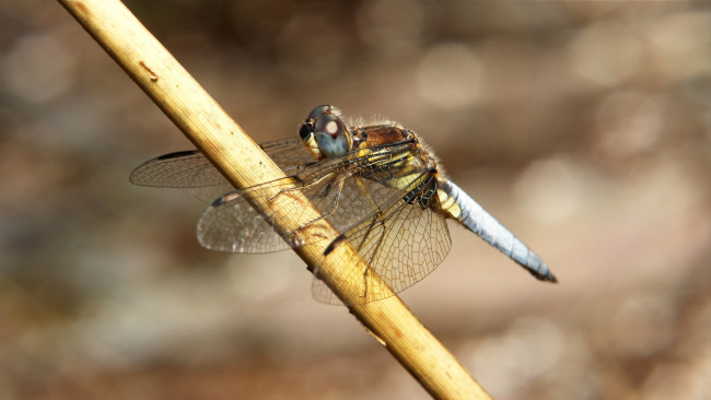 Обои картинки фото животные, стрекозы, itchydogimages, макро, насекомое, стрекоза