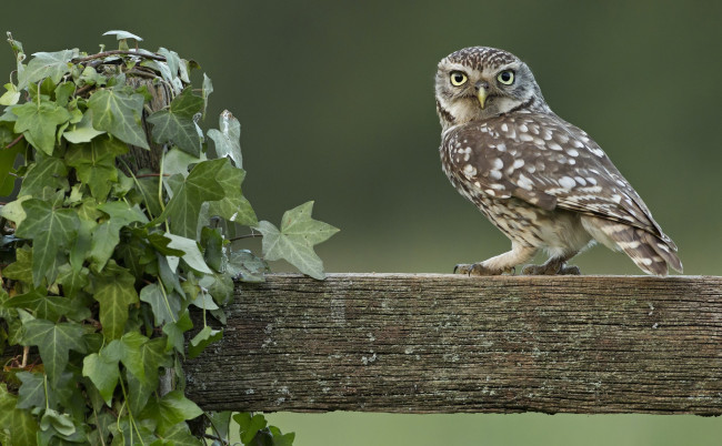 Обои картинки фото животные, совы, плющ, бревно, забор, сова