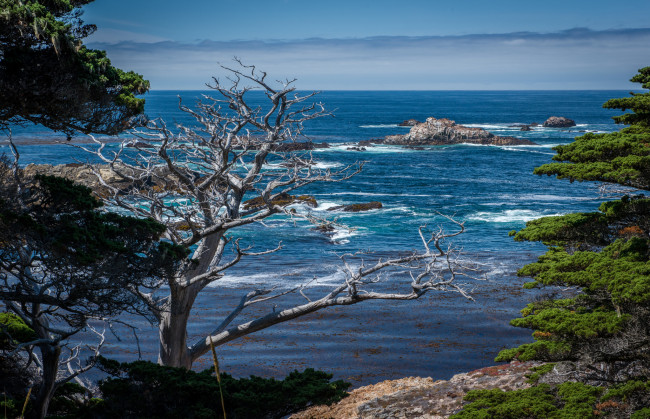 Обои картинки фото природа, побережье, океан, скалы, волны, лес