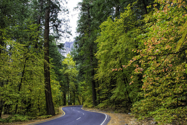 Обои картинки фото природа, дороги, лес, шоссе