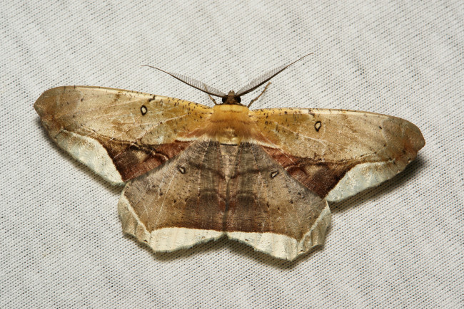 Обои картинки фото животные, бабочки,  мотыльки,  моли, itchydogimages, макро, моль, мотылёк