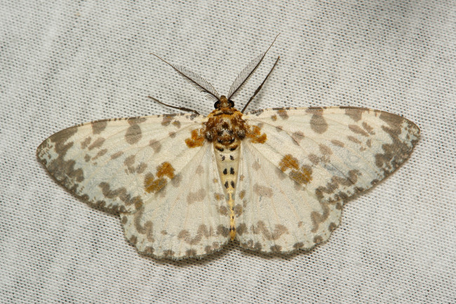 Обои картинки фото животные, бабочки,  мотыльки,  моли, itchydogimages, вязанное, полотно, макро, моль, крылья, усики, узор