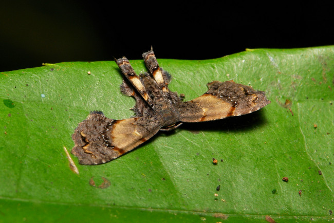 Обои картинки фото животные, бабочки,  мотыльки,  моли, itchydogimages, моль, бабочка, макро