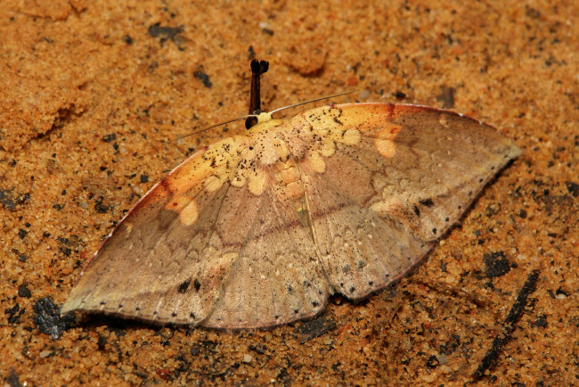 Обои картинки фото животные, бабочки,  мотыльки,  моли, макро, itchydogimages, крылья, бабочка