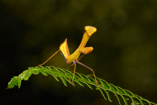 Обои картинки фото животные, богомолы, макро, травинка, богомол, насекомое, фон