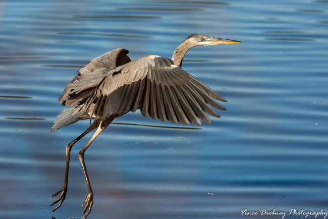 Обои картинки фото животные, цапли,  выпи, цапля, птица, клюв, вода