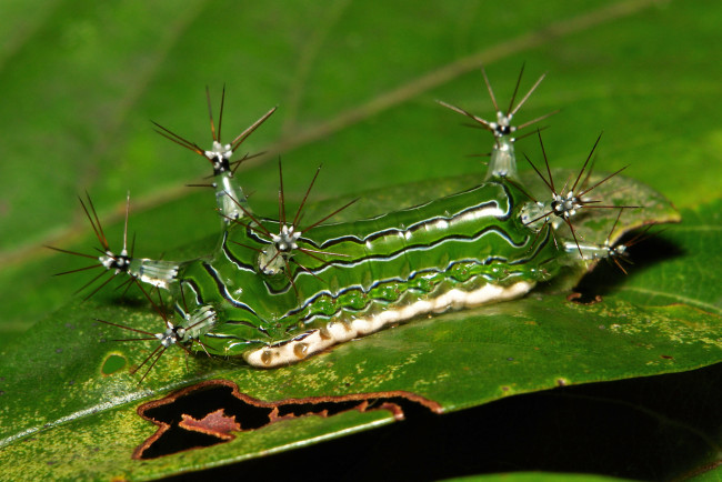 Обои картинки фото животные, гусеницы, itchydogimages, макро, лист, гусеница