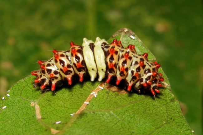 Обои картинки фото животные, гусеницы, itchydogimages, макро, лист, гусеница