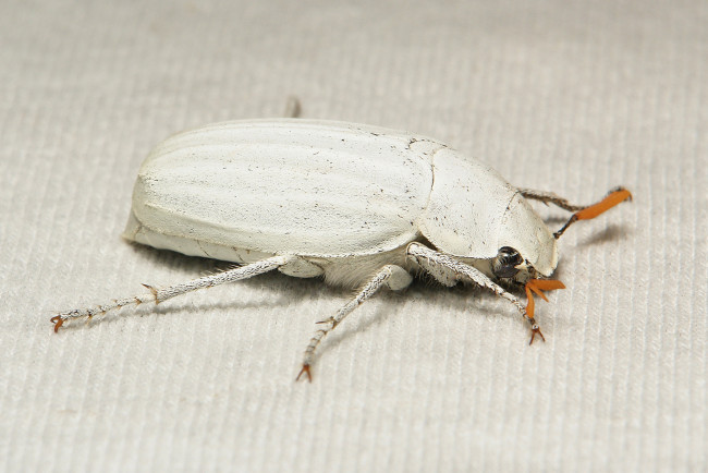 Обои картинки фото животные, насекомые, itchydogimages, макро, жук, белый