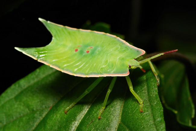 Обои картинки фото животные, насекомые, насекомое, макро, itchydogimages