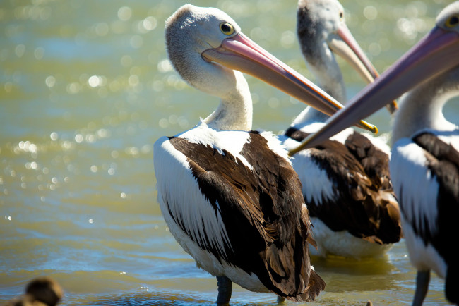 Обои картинки фото животные, пеликаны, птицы, вода