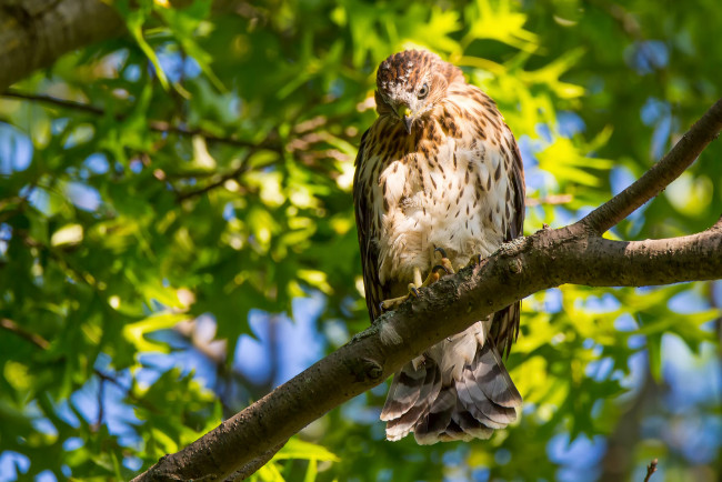 Обои картинки фото животные, птицы - хищники, птица, сокол, крылья, ветки, листья, зелень