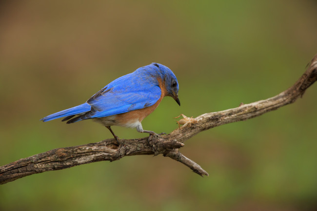 Обои картинки фото животные, птицы, фон, птица, насекомое, добыча, ветка