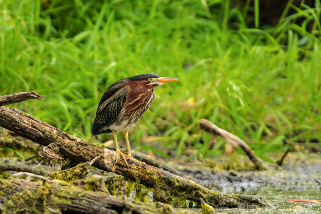 Обои картинки фото животные, птицы, птица, зелень, трава