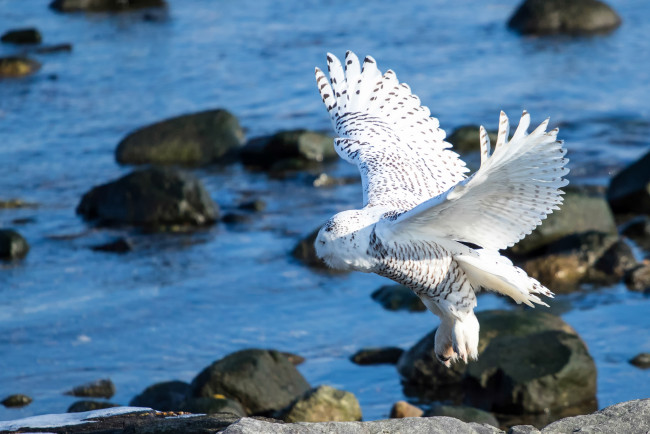 Обои картинки фото животные, совы, белая, сова, крылья, птица