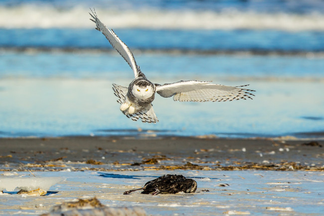 Обои картинки фото животные, совы, сова, природа, птица, взгляд, добыча