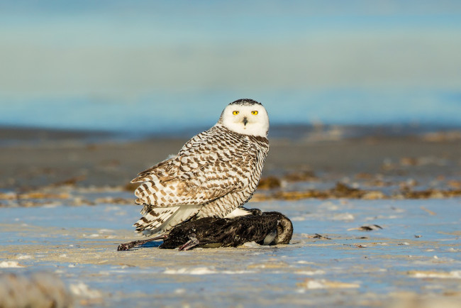 Обои картинки фото животные, совы, сова, природа, птица, взгляд, добыча