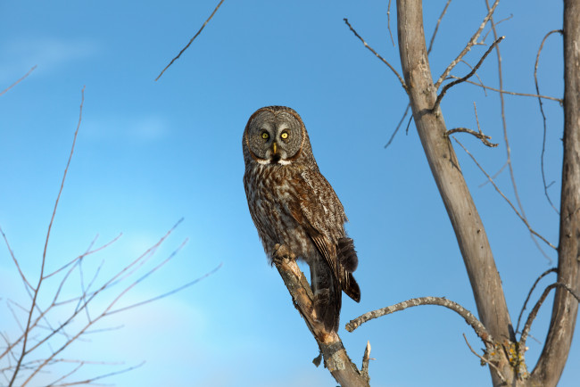 Обои картинки фото животные, совы, сова, птица, дерево, ветки