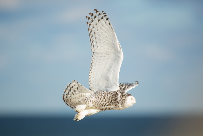 Обои картинки фото животные, совы, сова, птица, летит