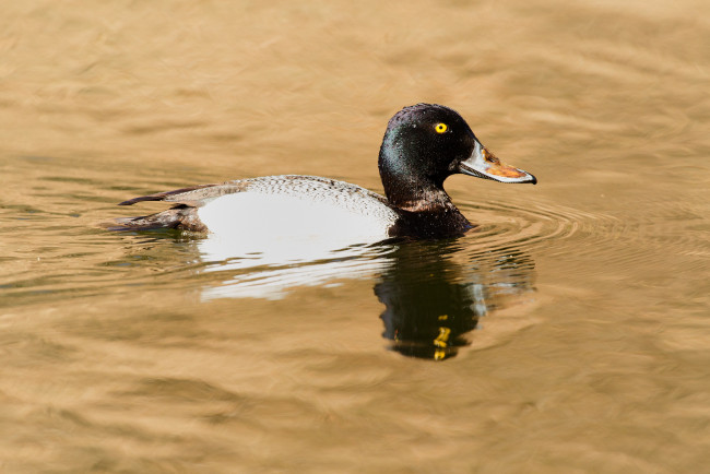 Обои картинки фото животные, утки, птица, утка, вода, плавает