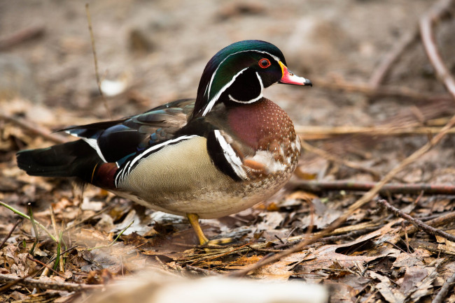 Обои картинки фото животные, утки, утка, мандаринка, взгляд, осень, листья