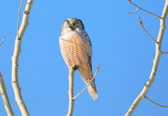 Обои картинки фото животные, совы, сова, небо, дерево, ветки