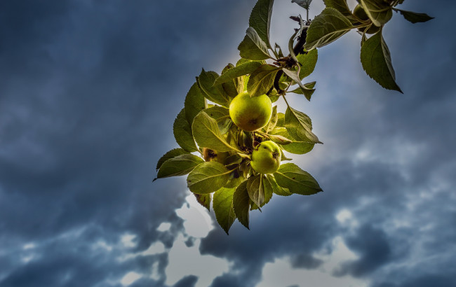 Обои картинки фото природа, плоды, ветка, яблоко