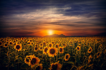 Картинка природа поля тучи солнце закат вечер подсолнухи поле