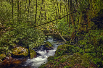 Картинка природа реки озера great smoky mountains national park штат теннесси лес