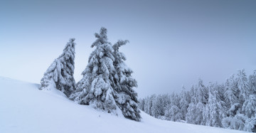 Картинка природа зима пейзаж снег деревья