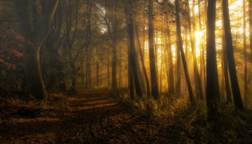 Картинка природа дороги дорога лес