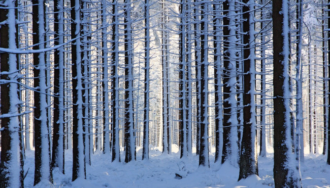 Обои картинки фото природа, лес, деревья, снег