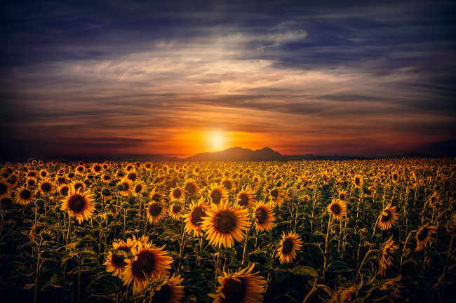 Обои картинки фото природа, поля, тучи, солнце, закат, вечер, подсолнухи, поле