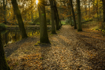 Картинка природа лес простор