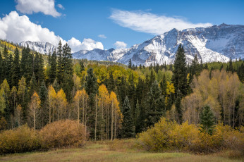 Картинка природа лес простор