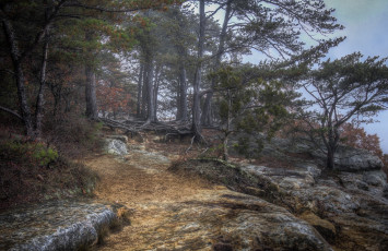 Картинка природа лес простор