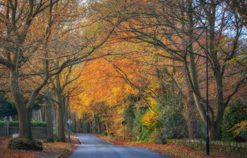 Картинка природа парк простор